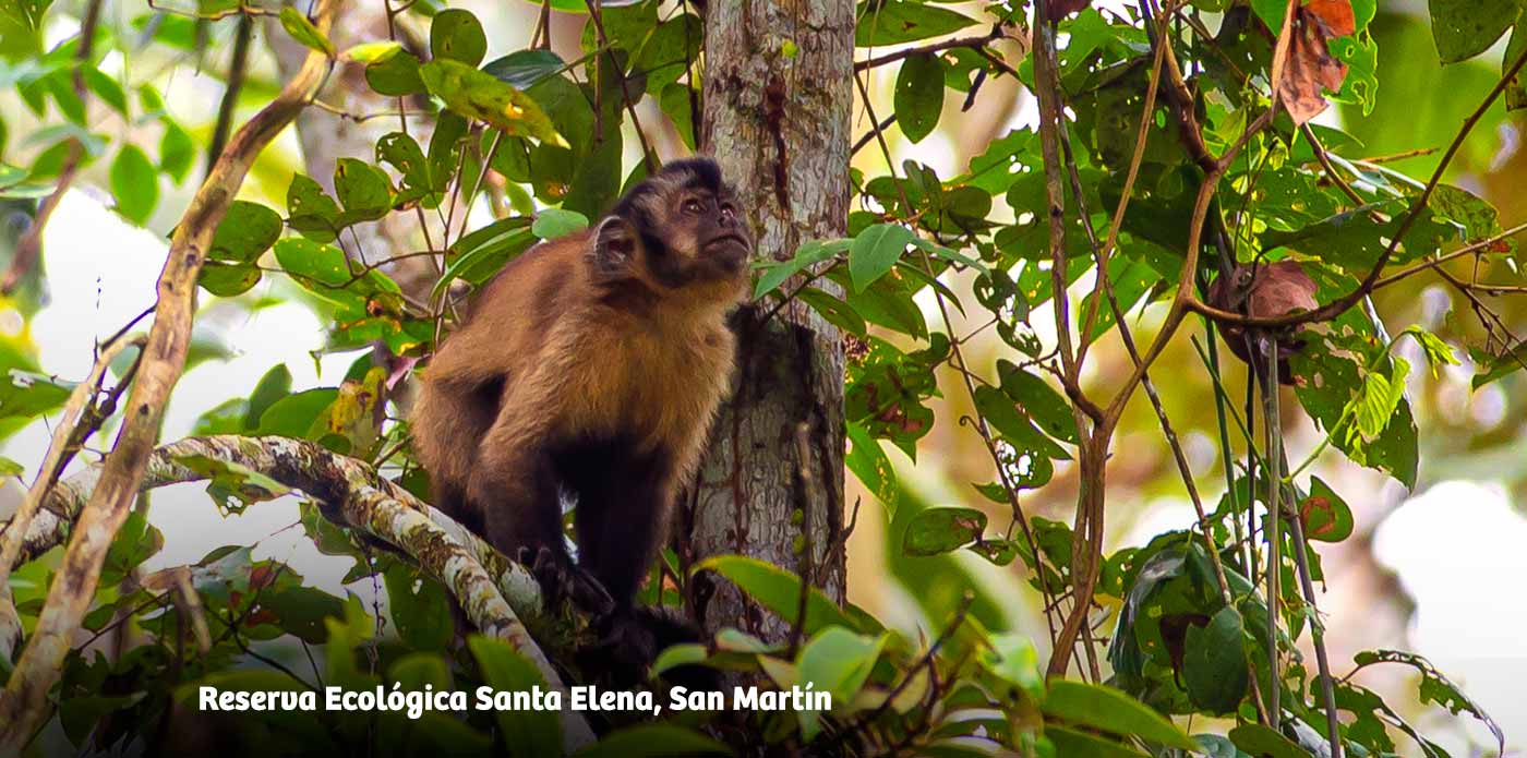 https://www.ytuqueplanes.com/imagenes/Santa Elena: un lugar en la Amazonía que esconde especies enigmáticas