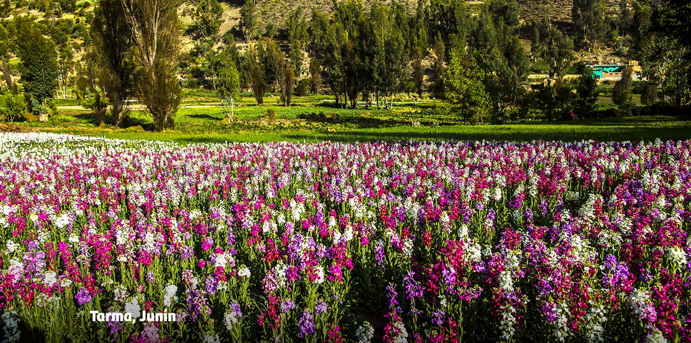 https://www.ytuqueplanes.com/imagenes/¡Temporada de flores en Tarma!  Disfruta de una colorida celebración en el Festival Quriwayta 2024