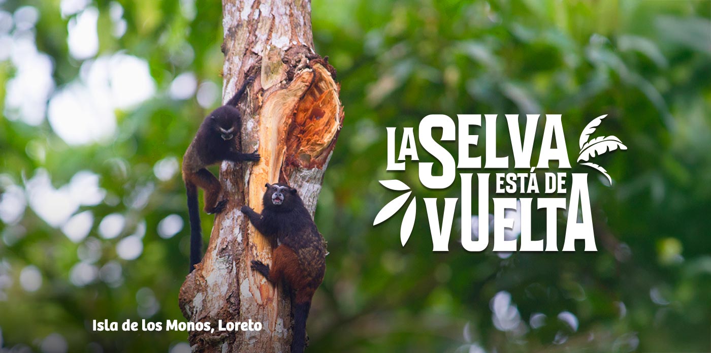 https://www.ytuqueplanes.com/imagenes/La Isla de los Monos: un refugio de la vida silvestre en Loreto