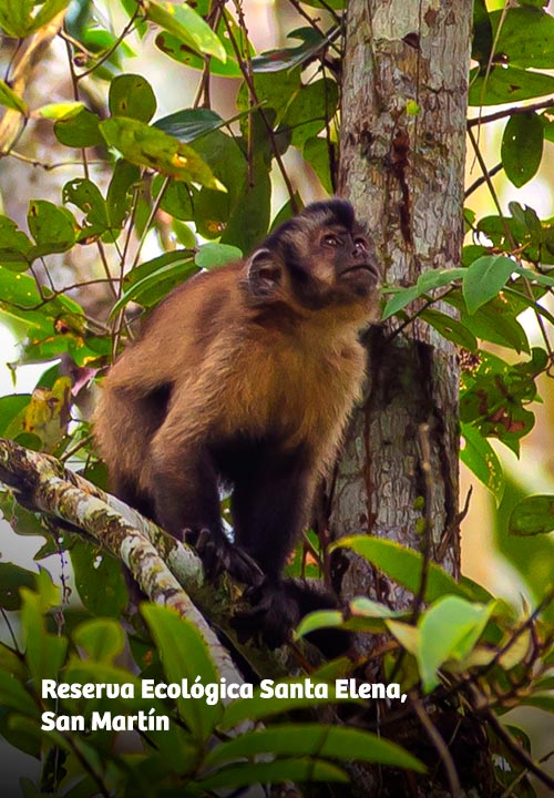 https://www.ytuqueplanes.com/imagenes/Santa Elena: un lugar en la Amazonía que esconde especies enigmáticas