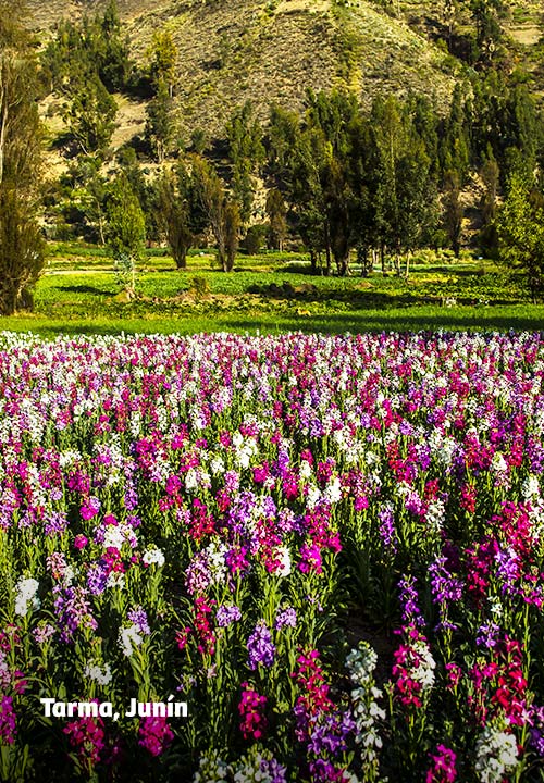 https://www.ytuqueplanes.com/imagenes/¡Temporada de flores en Tarma!  Disfruta de una colorida celebración en el Festival Quriwayta 2024