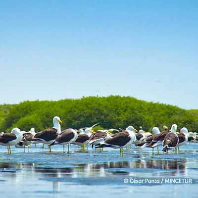 ¿Cómo llegar a los Manglares San Pedro de Vice?: explora este paraíso natural en Piura