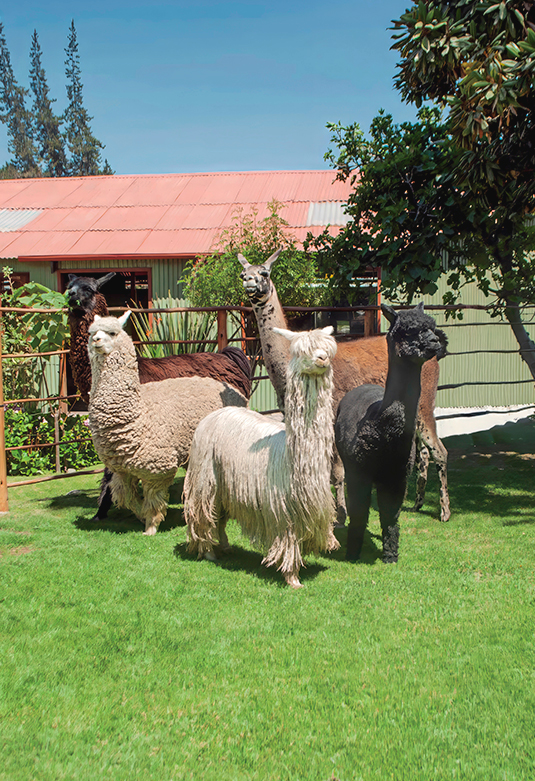 Mundo Alpaca