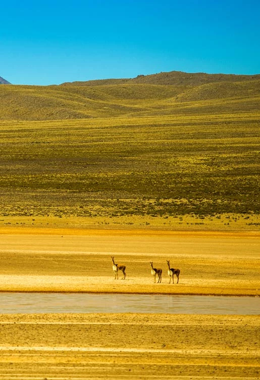 Laguna de Salinas