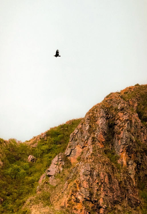 Mirador cóndores de Chonta