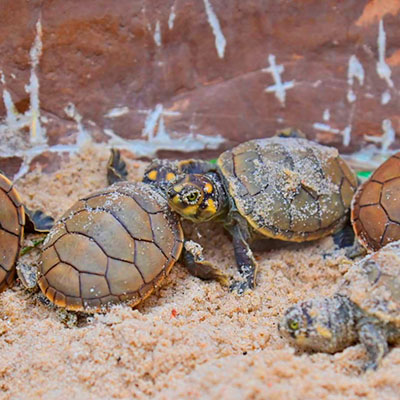 Liberación de Taricayas del Festival de Repoblamiento de Tortuga de agua dulce