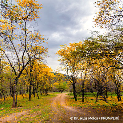 Explora los Bosques Secos de Tumbes y siente lo que es conectar con la verdadera naturaleza