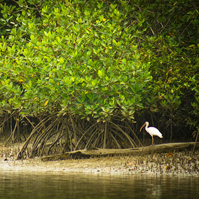 Los Manglares de Tumbes: cinco razones que lo hacen inolvidable