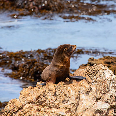 ¿Cómo llegar a la Reserva Nacional IIPG - Punta San Juan? Descubre la ruta a este paraíso escondido en Marcona