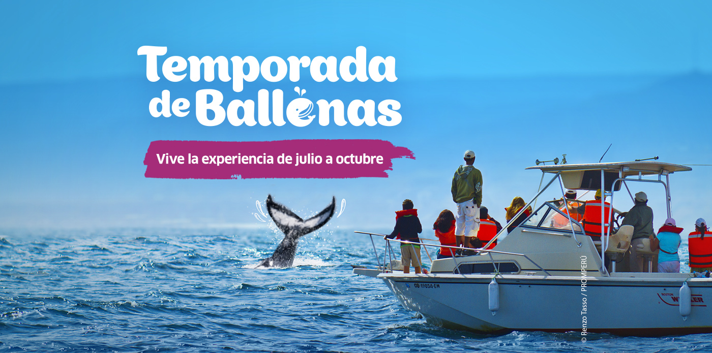 https://www.ytuqueplanes.com/imagenes/¡Únete a una aventura con ballenas y maravíllate con las hermosas criaturas  marinas! 