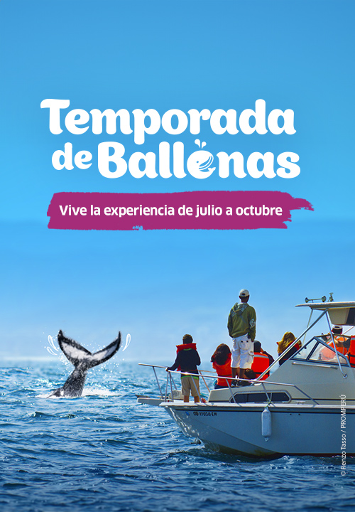 https://www.ytuqueplanes.com/imagenes/¡Únete a una aventura con ballenas y maravíllate con las hermosas criaturas  marinas! 