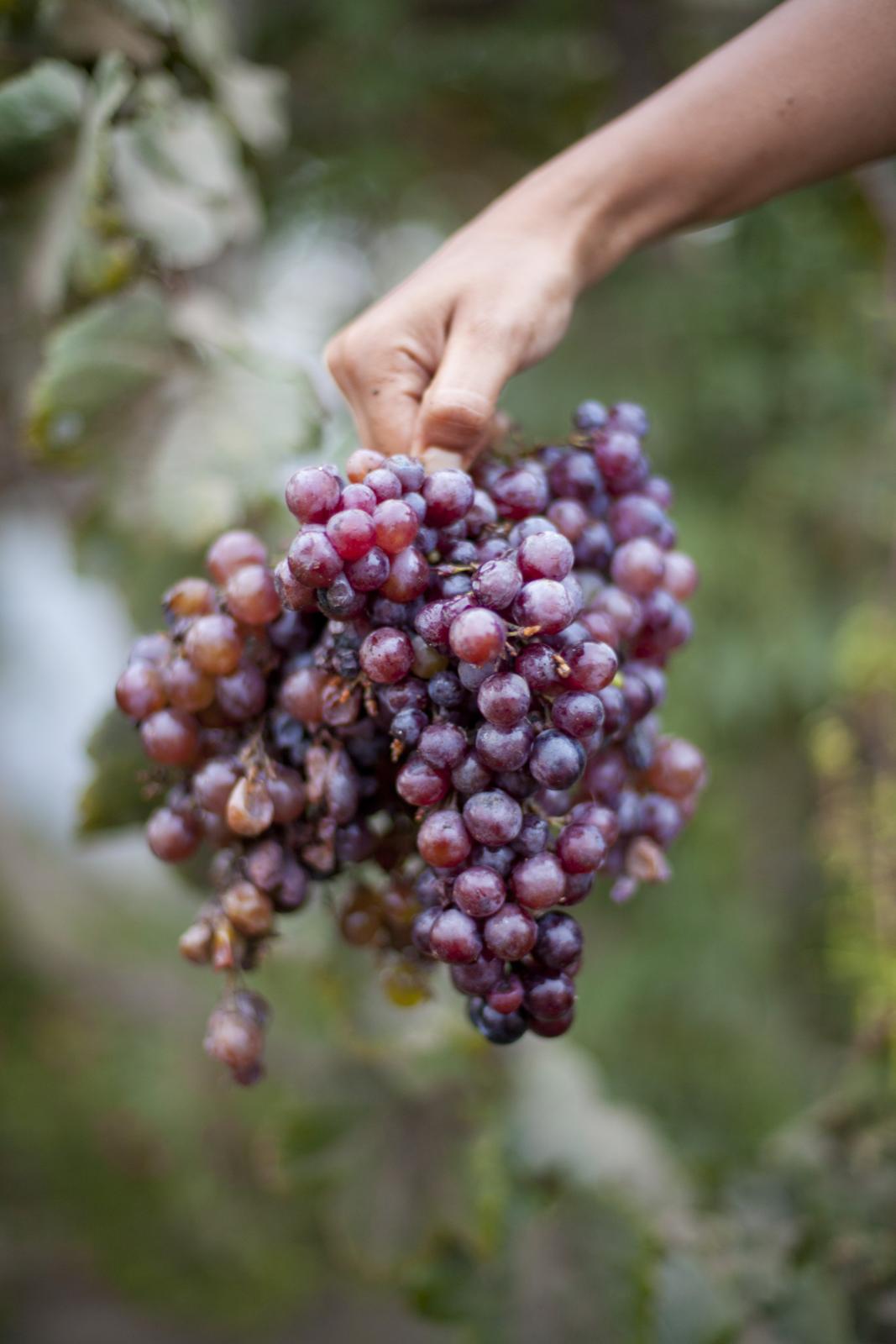 Entre Vinos, Piscos y desierto