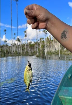 Tambopata Pesca Pirañas