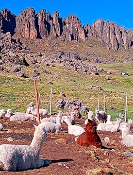 La ruta de la Alpaca