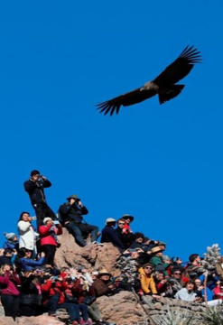 Colca Full Day Arequipa