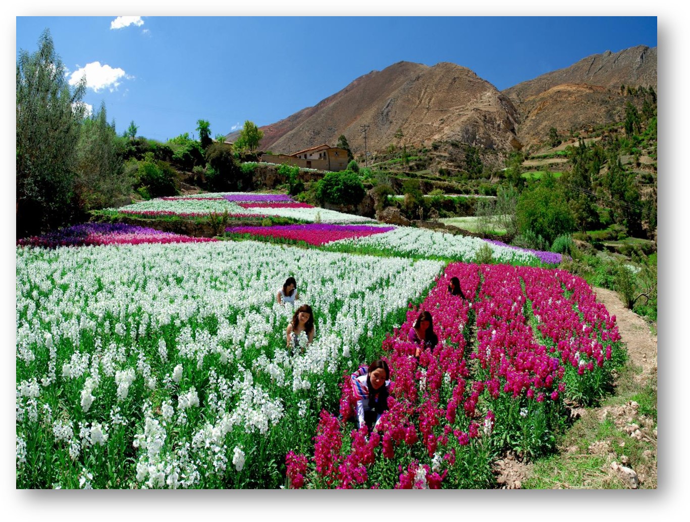 Vive la primavera en Tarma