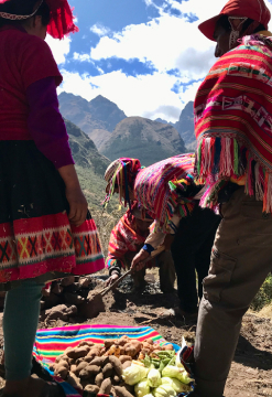 Llama Trek en Valle Sagrado
