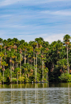 Selva mágica con Amazon Planet