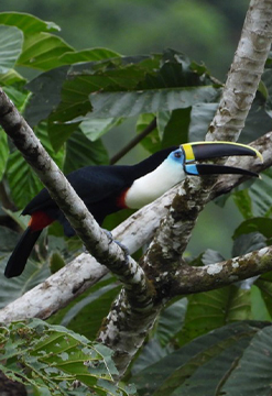 Tarapoto y Alto Mayo Natural