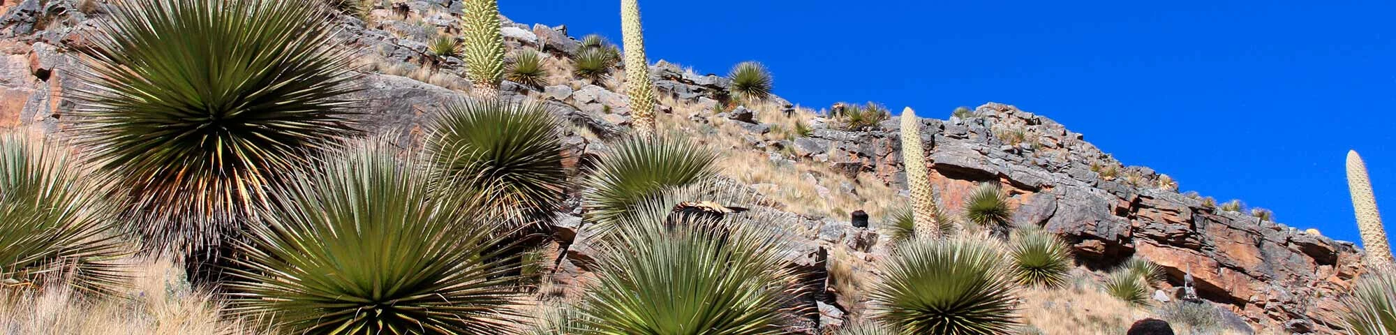 Bosque de puyas de Raimondi (Puyca)