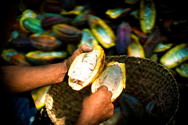 proceso-del-cacao