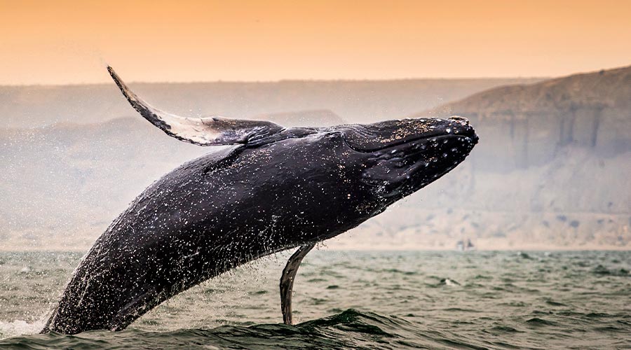 Avistamiento de ballenas jorobadas: conoce todo acerca de esta ...