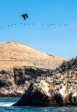 Escapada a Paracas