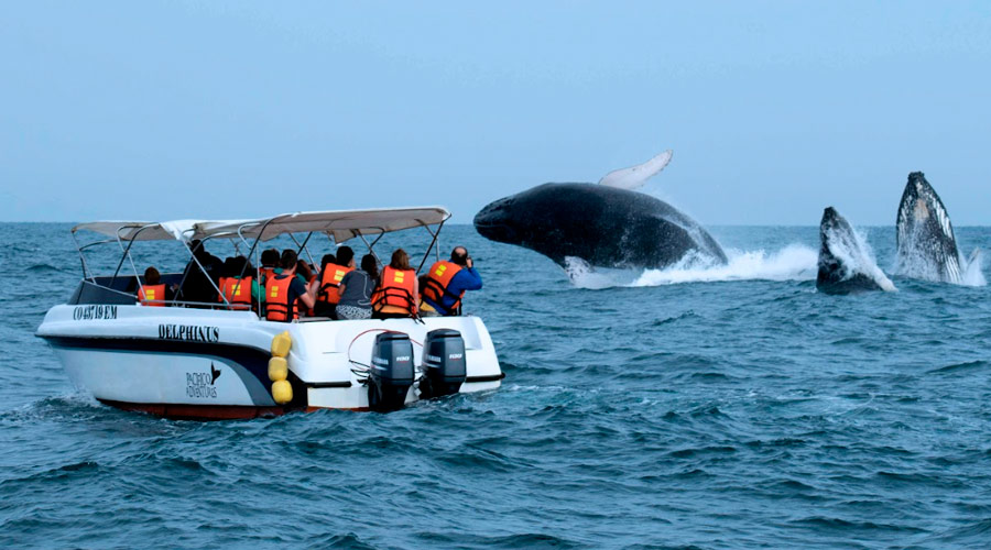 Apertura de la Temporada de Avistamiento de Ballenas | Festividades del ...