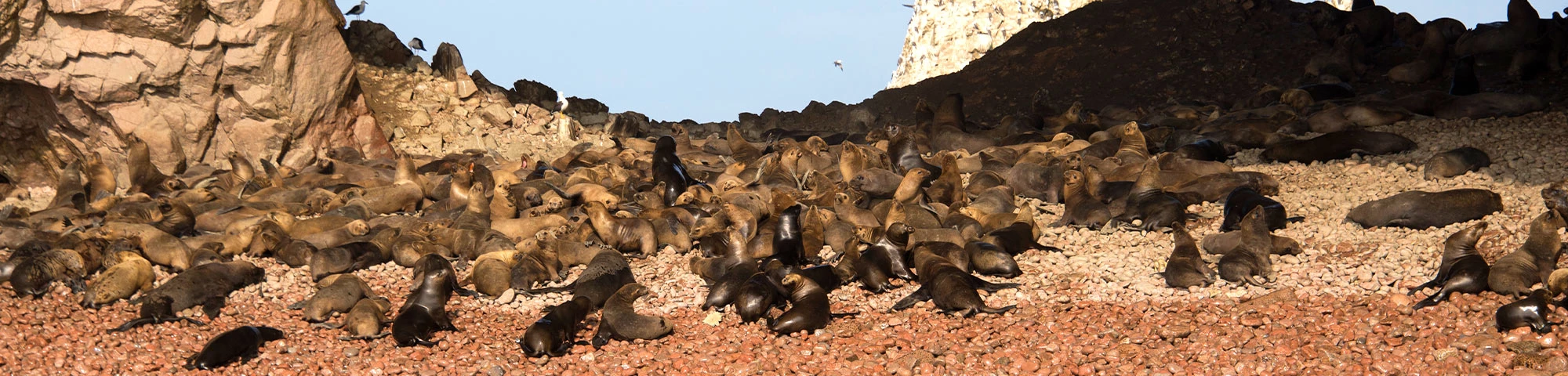 Paracas recibió cerca de 2900 000 turistas en los primeros cuatro meses 