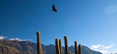 Colca: dos visitantes podrán ingresar con un boleto hasta el 7 de febrero