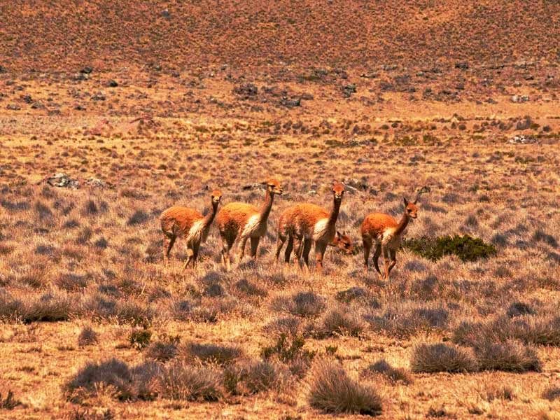 Reserva Nacional de Salinas y Aguada Blanca