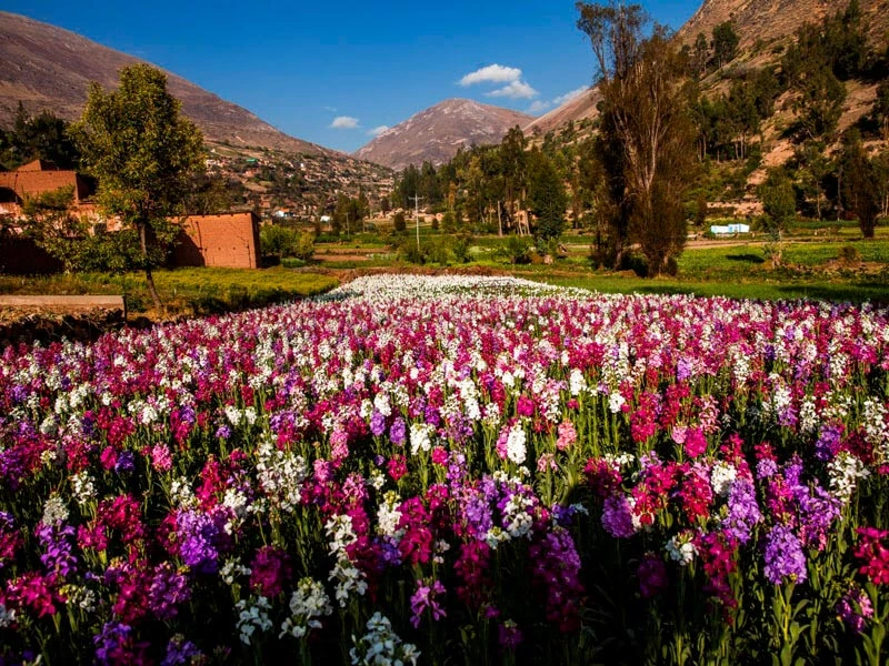 Huancayo - Cumbres centrales