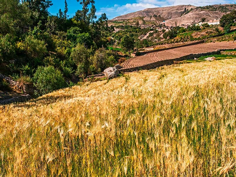 Corredor turístico Moquegua Andina - Ruta del Tixani